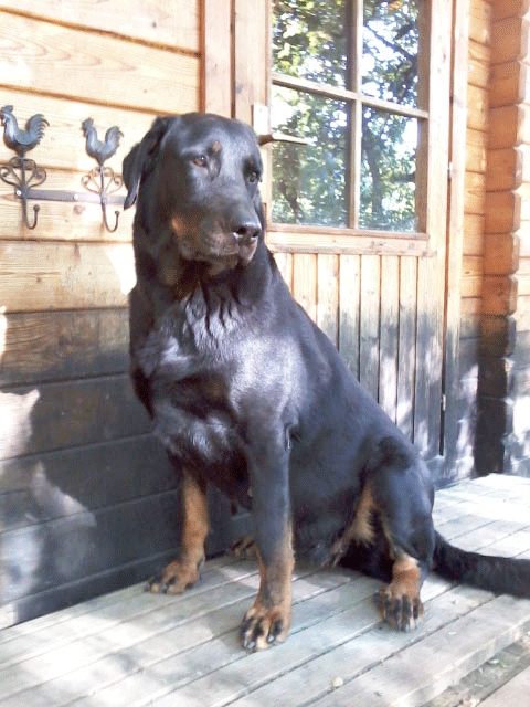 domainedelalicorne.fr Elevage de beauceron chiot beauceron pure race élevage du clos de la licorne elevage des gardiens de la licorne elevage beauceron noir et feu authentique gros gabarits élevage de Beauceron familial sérieux et qualité domainedelalicorne.fr suivi des chiots conseil d’éducation chiot propre bas rouge santé caractère spécialiste du beauceron noir et feu ou arlequin chien rustique berger de France  nos chiots sont élevés avec amour et attention notre passion au service de la qualité Beauceron de qualité et sportif domaine de la licorne 04380 BARRAS élevage en liberté éleveur berger de beauce élevage de beauceron de travail 
